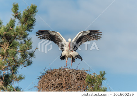 White stork couple (Ciconia ciconia) mating on their nest in a village. White stork couple (Ciconia ciconia) mating on their nest in a village. 101600259