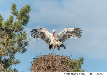White stork couple (Ciconia ciconia) mating on their nest in a village. White stork couple (Ciconia ciconia) mating on their nest in a village. 101600260