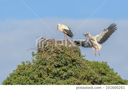 White stork couple (Ciconia ciconia) depositing branches on their nest in a village. White stork couple (Ciconia ciconia) depositing branches on their nest in a village. 101600261