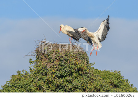 White stork couple (Ciconia ciconia) depositing branches on their nest in a village. 101600262