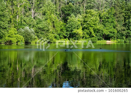 Sunny green woodland reflected in idyllic lake with swimming ducks Sunny green woodland reflected in idyllic lake with swimming ducks 101600265