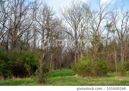Long grassy hiking trail cuts through rural woodland Long grassy hiking trail cuts through rural woodland 101600266