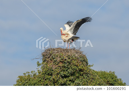 White stork couple (Ciconia ciconia) mating on their nest in a village. White stork couple (Ciconia ciconia) mating on their nest in a village. 101600291