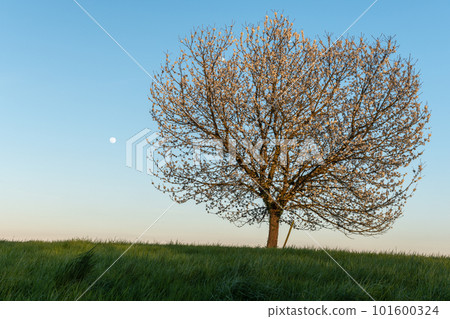 Apple tree in bloom in meadow at full moonrise at dusk. Apple tree in bloom in meadow at full moonrise at dusk. 101600324