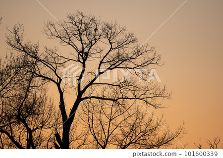 Silhouette of a tree against the light at sunset. Silhouette of a tree against the light at sunset. 101600339