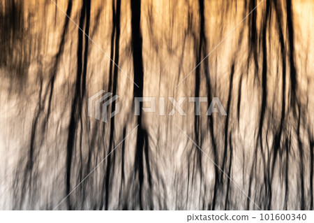 Tree reflections in the water of a flooded meadow at sunset. Tree reflections in the water of a flooded meadow at sunset. 101600340