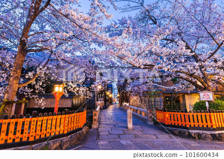 Kyoto in spring, cherry blossoms at night in Gion 101600434