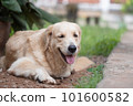 golden retriever dog Smiling in the garden of dirt and grass 101600582