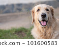 Portrait of a smiling golden retriever dog close up 101600583