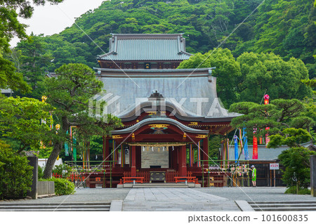 初夏古都鎌倉鶴岡八幡宮神社少女和本社(上社) 初夏古都鎌倉鶴岡八幡宮神社少女和本社(上社) 101600835