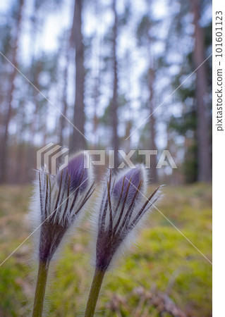 Pasqueflowers - Pulsatilla patens, blooming at spring in the forest 101601123