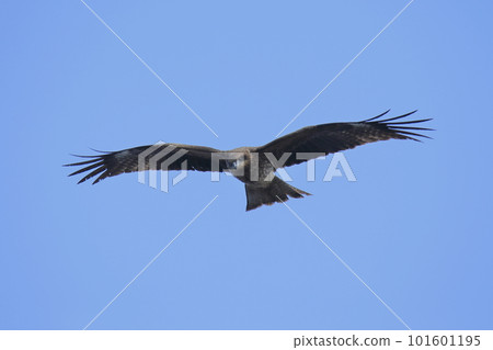 大牟田市三池港放著黑鳶, 大牟田市三池港放著黑鳶, 101601195