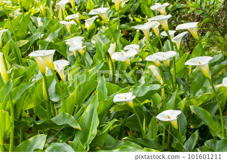 海芋，花苔，台灣，情人，情人，母親節，馬蹄蓮，花，台灣，情人節，情侶， 101601211