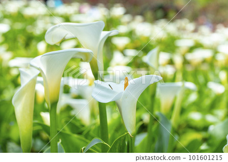 sea yam, flower moss, Taiwan, lover's day, lover, mother's day, calla, flower, Taiwan, Valentine's Day, couple, 101601215