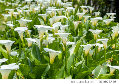 sea yam, flower moss, Taiwan, lover's day, lover, mother's day, calla, flower, Taiwan, Valentine's Day, couple, 101601216