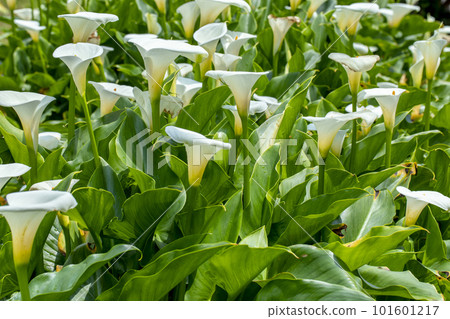 sea yam, flower moss, Taiwan, lover's day, lover, mother's day, calla, flower, Taiwan, Valentine's Day, couple, 101601217