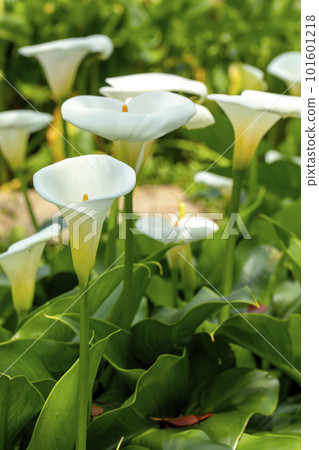 sea yam, flower moss, Taiwan, lover's day, lover, mother's day, calla, flower, Taiwan, Valentine's Day, couple, 101601218