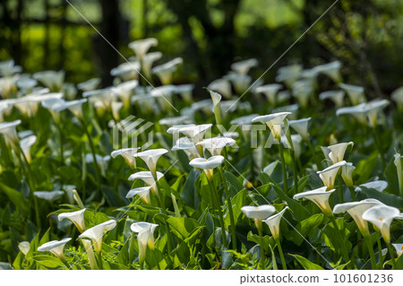 海芋，花苔，台灣，情人，情人，母親節，馬蹄蓮，花，台灣，情人節，情侶， 101601236
