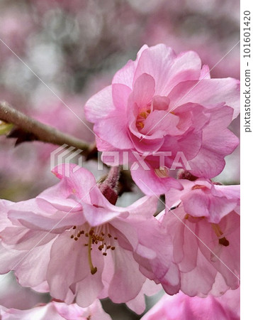 《Shikoku》 Beautiful pink cherry blossoms 101601420