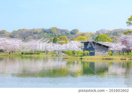 福岡縣霞屋町春天的嘉代町公園 福岡縣霞屋町春天的嘉代町公園 101601602