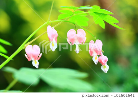 Packing peony, Packing peony, Packing peony, Fish peony, Ringing grass, Ringing grass, Ringing peony, Packing flower, Packing flower, Earthworm, Live blood grass, Huaman grass Packing peony, Packing peony, Packing peony, Fish peony, Ringing grass, Ringing grass, Ringing peony, Packing flower, Packing flower, Earthworm, Live blood grass, Huaman grass 101601641