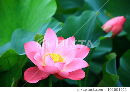 釋放負載花，蓮花，玫瑰花 101601921