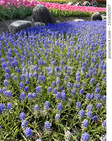 岐阜縣:穆斯卡里和郁金香 岐阜縣:穆斯卡里和郁金香 101602007