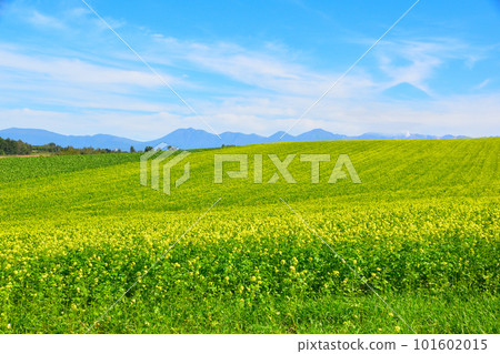 Biei-cho Kigarashi Flower Garden Photographed in September 101602015