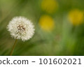 蓬鬆的蒲公英絨毛 101602021
