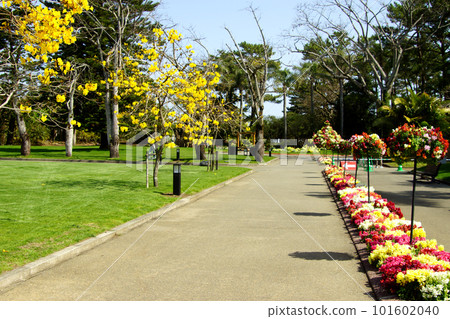 Miyako Botanic Garden Aoshima, a popular sightseeing spot in the Aoshima area of Miyazaki 101602040