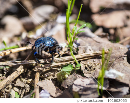Giant scarab walking on dead leaves Giant scarab walking on dead leaves 101602063