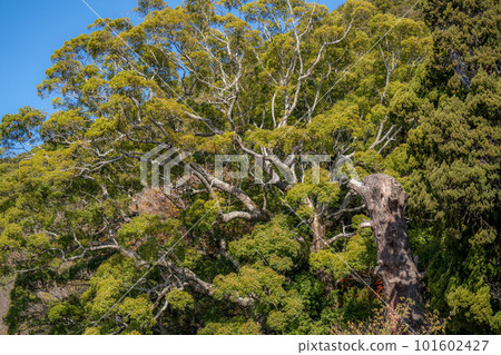 Lotus Temple 101602427