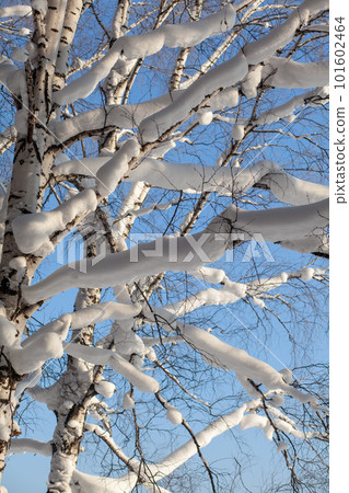 Tree branches covered with snow. Winter road in a snowy forest, tall trees along the road. There is a lot of snow on the trees. Beautiful bright winter landscape. Winter season concept. Tree branches covered with snow. Winter road in a snowy forest, tall trees along the road. There is a lot of snow on the trees. Beautiful bright winter landscape. Winter season concept. 101602464