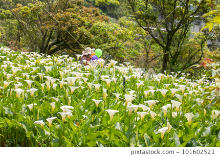 sea yam, flower, Taiwan, lover's day, lover's day, mother's day, calla, flower, Taiwan, Valentine's Day, couple, sea yam, flower, Taiwan, lover's day, lover's day, mother's day, calla, flower, Taiwan, Valentine's Day, couple, 101602521