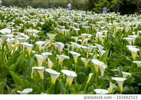 sea yam, flower, Taiwan, lover's day, lover's day, mother's day, calla, flower, Taiwan, Valentine's Day, couple, 101602522