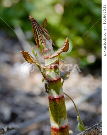 虎杖虎杖，一種可食用的野菜，預示著春天的到來 101602532