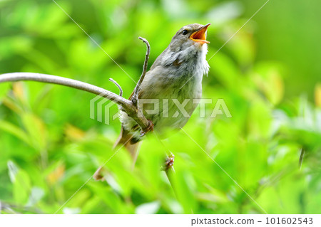 A familiar cute little bird warbler that sings beautifully in early summer 101602543