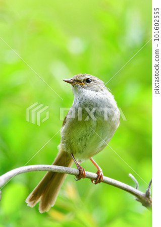 A familiar cute little bird warbler that sings beautifully in early summer 101602555