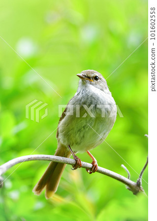 A familiar cute little bird warbler that sings beautifully in early summer A familiar cute little bird warbler that sings beautifully in early summer 101602558