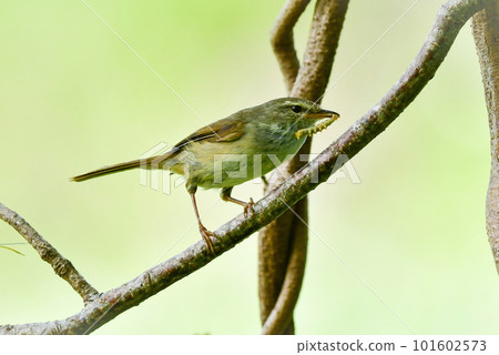 A familiar cute little bird warbler that sings beautifully in early summer A familiar cute little bird warbler that sings beautifully in early summer 101602573