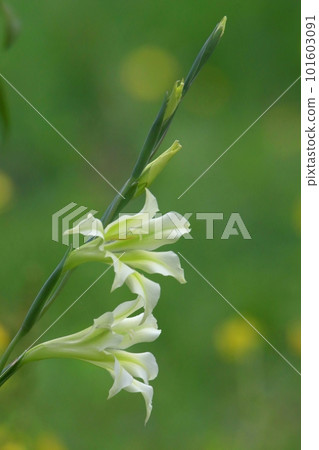 早開的唐菖蒲 早開的唐菖蒲 101603091