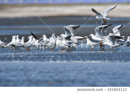 春天，黑頭鷗、熟悉的水鳥聚集在海灘上 101603122