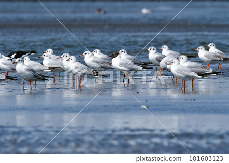 春天，黑頭鷗、熟悉的水鳥聚集在海灘上 101603123