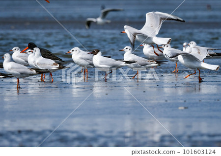 春天，黑頭鷗、熟悉的水鳥聚集在海灘上 101603124