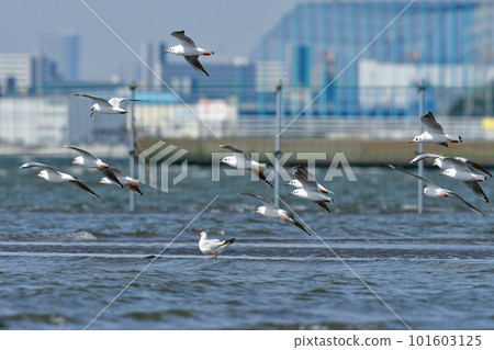 春天，黑頭鷗、熟悉的水鳥聚集在海灘上 101603125