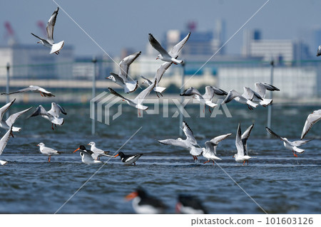 春天，黑頭鷗、熟悉的水鳥聚集在海灘上 101603126