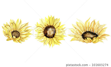 Sunflower, watercolor flower set. Hand drawn illustration isolated on white. Summer yellow garden. Designf for baby shower party, birthday, cake, holiday celebration design, greetings card,invitation. Sunflower, watercolor flower set. Hand drawn illustration isolated on white. Summer yellow garden. Designf for baby shower party, birthday, cake, holiday celebration design, greetings card,invitation. 101603274
