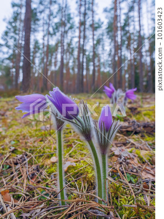 Pasqueflowers - Pulsatilla patens, blooming at spring in the forest 101603423