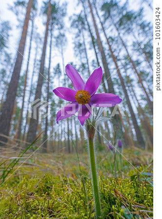 Pasqueflowers - Pulsatilla patens, blooming at spring in the forest 101603424