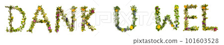 Colorful Flowers Building Word Dank U Wel, Isolated Background Colorful Flowers Building Word Dank U Wel, Isolated Background 101603528